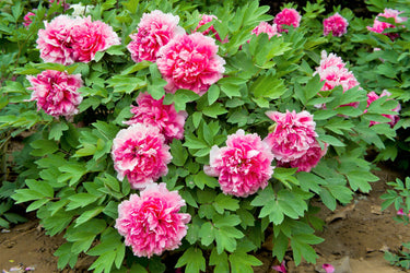 10 TREE PEONY Mountain Paeony Paeonia Suffruticosa Arborea Mixed Colors Red Pink White Purple Yellow Bicolor Flower Shrub Seeds